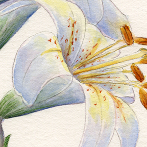 detail of washington lily watercolor by vorobik